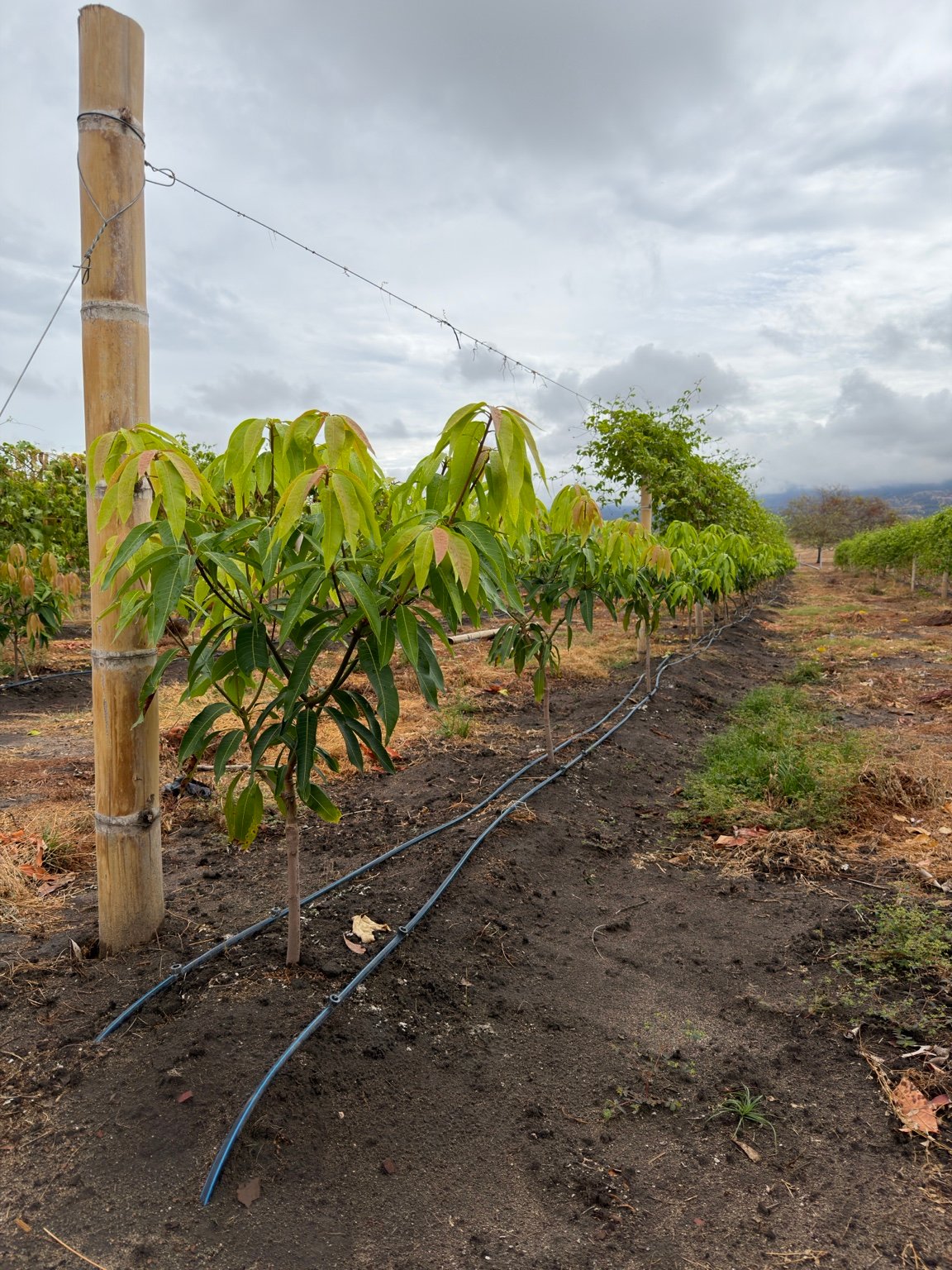Cultivo de FRUCAC en El Espinal, Tolima