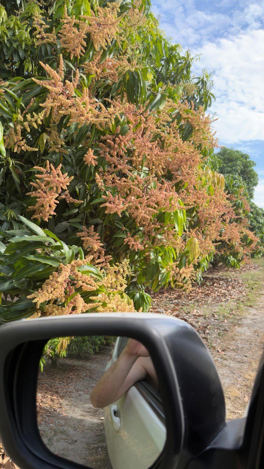 Mango en floración en cultivo FRUCAC